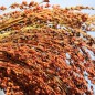 Preview: Broom Corn Mixed Colours - Bunte Besenhirse (Samen)