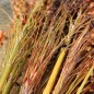 Preview: Broom Corn Mixed Colours - Bunte Besenhirse (Samen)