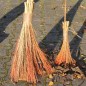 Preview: Broom Corn Mixed Colours - Bunte Besenhirse (Samen)