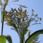 Preview: Broom Corn Mixed Colours - Bunte Besenhirse (Samen)