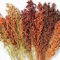 Preview: Broom Corn Mixed Colours - Bunte Besenhirse (Samen)