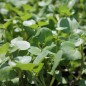 Preview: Brunnenkresse Aqua Large Leaved (Samen)