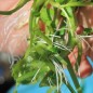 Preview: Brunnenkresse Aqua Large Leaved (Samen)
