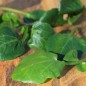Preview: Brunnenkresse Aqua Large Leaved (Samen)