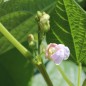 Preview: Buschbohne Barangeonnier (Samen)