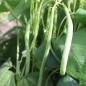 Preview: Buschbohne Tendergreen (Samen)