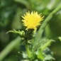 Preview: Cardillo (Samen)