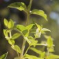 Preview: Cherokee-Bergminze (Samen)