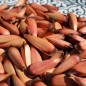 Preview: Neu! Chilenische Araukarie (Monkey Puzzle Tree) (Pflanze)