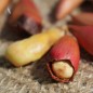 Preview: Neu! Chilenische Araukarie (Monkey Puzzle Tree) (Pflanze)