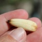 Preview: Neu! Chilenische Araukarie (Monkey Puzzle Tree) (Pflanze)