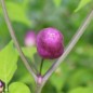 Preview: Chili Aji Ayuyo (Schärfe 8) (Samen)