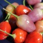 Preview: Chili Aji Ayuyo (Schärfe 8) (Samen)