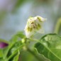 Preview: Chili Aji Ayuyo (Schärfe 8) (Samen)