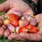 Preview: Chili Aji Ayuyo (Schärfe 8) (Samen)