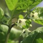 Preview: Chili Aji Cachucha Purple Splotched (Schärfe 1) (Samen)