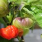 Preview: Chili Aji Cachucha Purple Splotched (Schärfe 1) (Samen)