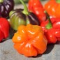 Preview: Chili Aji Cachucha Purple Splotched (Schärfe 1) (Samen)