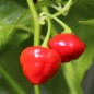 Preview: Chili Aji Dulce (Schärfe 0) (Samen)