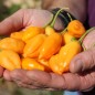 Preview: Chili Aji Mandarin (Schärfe 4) (Samen)