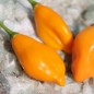 Preview: Chili Aji Mandarin (Schärfe 4) (Samen)
