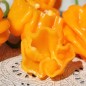 Preview: Chili Aji Margariteno (Schärfe 1) (Samen)
