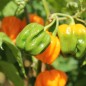 Preview: Chili Aji Margariteno (Schärfe 1) (Samen)