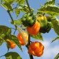 Preview: Chili Aji Margariteno (Schärfe 1) (Samen)