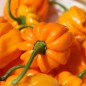 Preview: Chili Aji Margariteno (Schärfe 1) (Samen)