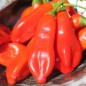 Preview: Chili Aji Penec (Schärfe 4) (Samen)