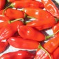 Preview: Chili Aji Penec (Schärfe 4) (Samen)