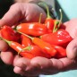Preview: Chili Aji Penec (Schärfe 4) (Samen)