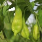 Preview: Chili Aji Penec (Schärfe 4) (Samen)