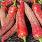 Preview: Chili Albanian Red Hot (Schärfe 2) (Samen)