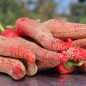 Preview: Chili Albanian Red Hot (Schärfe 2) (Samen)