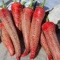 Preview: Chili Albanian Red Hot (Schärfe 2) (Samen)