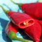 Preview: Chili Balik (Erdinc Strain) (Schärfe 3) (Samen)