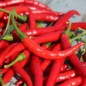 Preview: Chili Bird's Eye (Schärfe 9) (Samen)