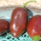 Preview: Chili Brown Egg (Schärfe 4) (Samen)