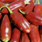 Preview: Chili Brown Jalapeno (Schärfe 3) (Samen)