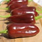 Preview: Chili Brown Jalapeno (Schärfe 3) (Samen)