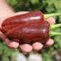 Preview: Chili Brown Jalapeno (Schärfe 3) (Samen)