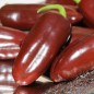 Preview: Chili Brown Jalapeno (Schärfe 3) (Samen)