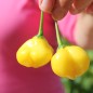 Preview: Chili Butter Cookie (Schärfe 4) (Samen)