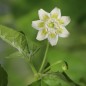 Preview: Chili Butter Cookie (Schärfe 4) (Samen)