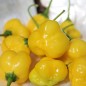 Preview: Chili Butter Cookie (Schärfe 4) (Samen)