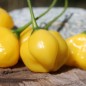 Preview: Chili Butter Cookie (Schärfe 4) (Samen)