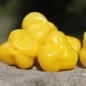 Preview: Chili Butter Cookie (Schärfe 4) (Samen)