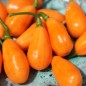 Preview: Chili Cabaca Peach (Schärfe 3) (Samen)