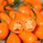 Preview: Chili Cabaca Peach (Schärfe 3) (Samen)